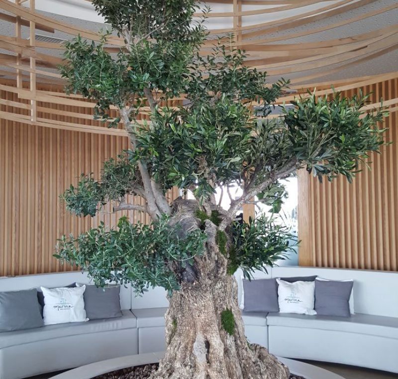 Interior de bar con banco corrido en círculo y árbol de olivo en el centro